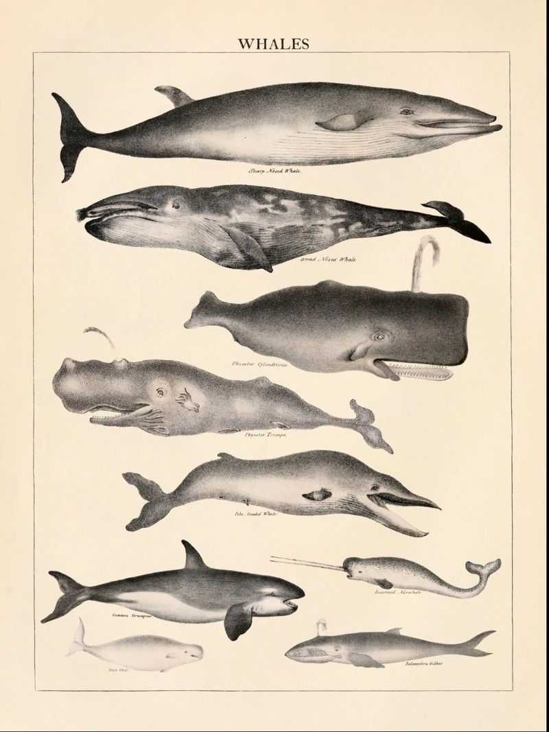 Ballenas Ilustración Vintage poster de liu