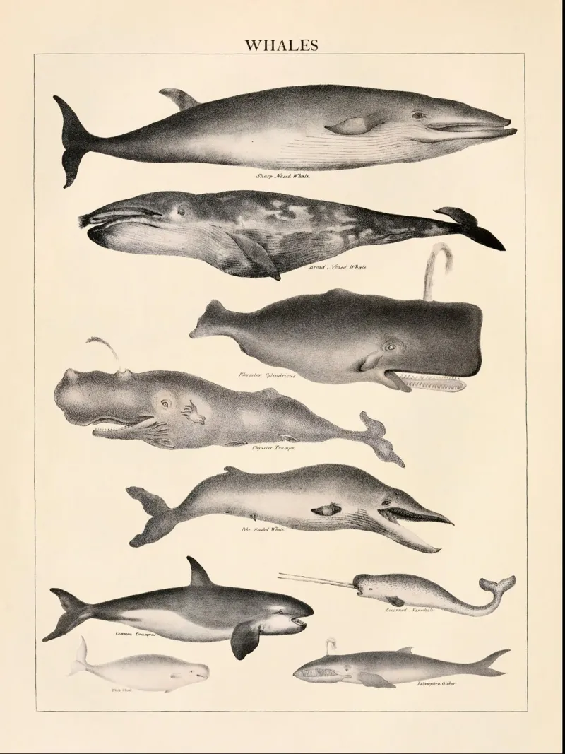 Balene Illustrazione d'epoca alluminio dibond da liu
