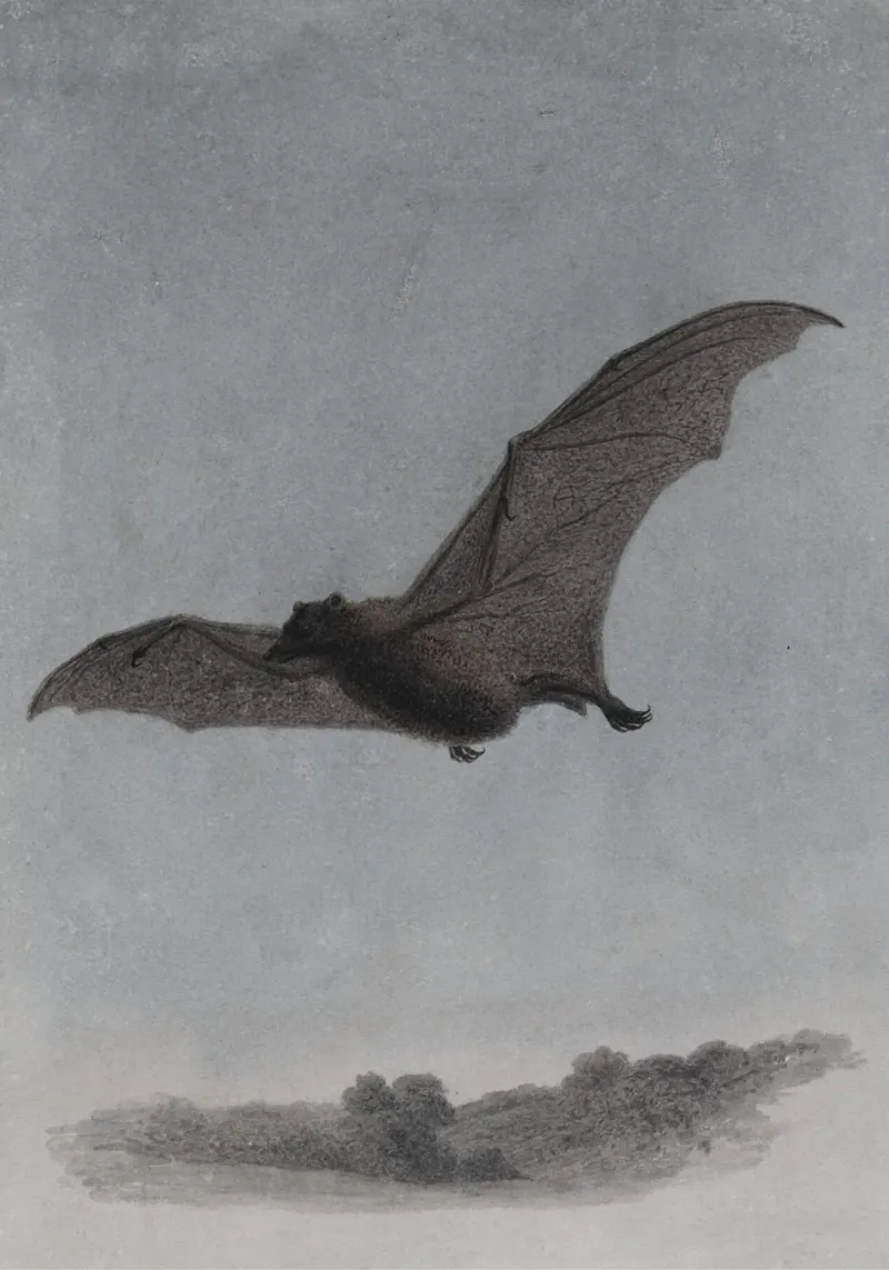Pipistrello d'epoca in volo - Arte di Halloween lunatica poster da vintagepod