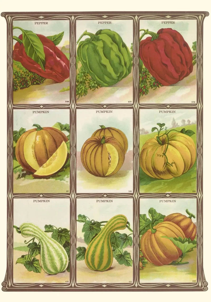 Catalogo di semi botanici vintage di pepe e zucca tela con Cornice a cassetta da vintagepod