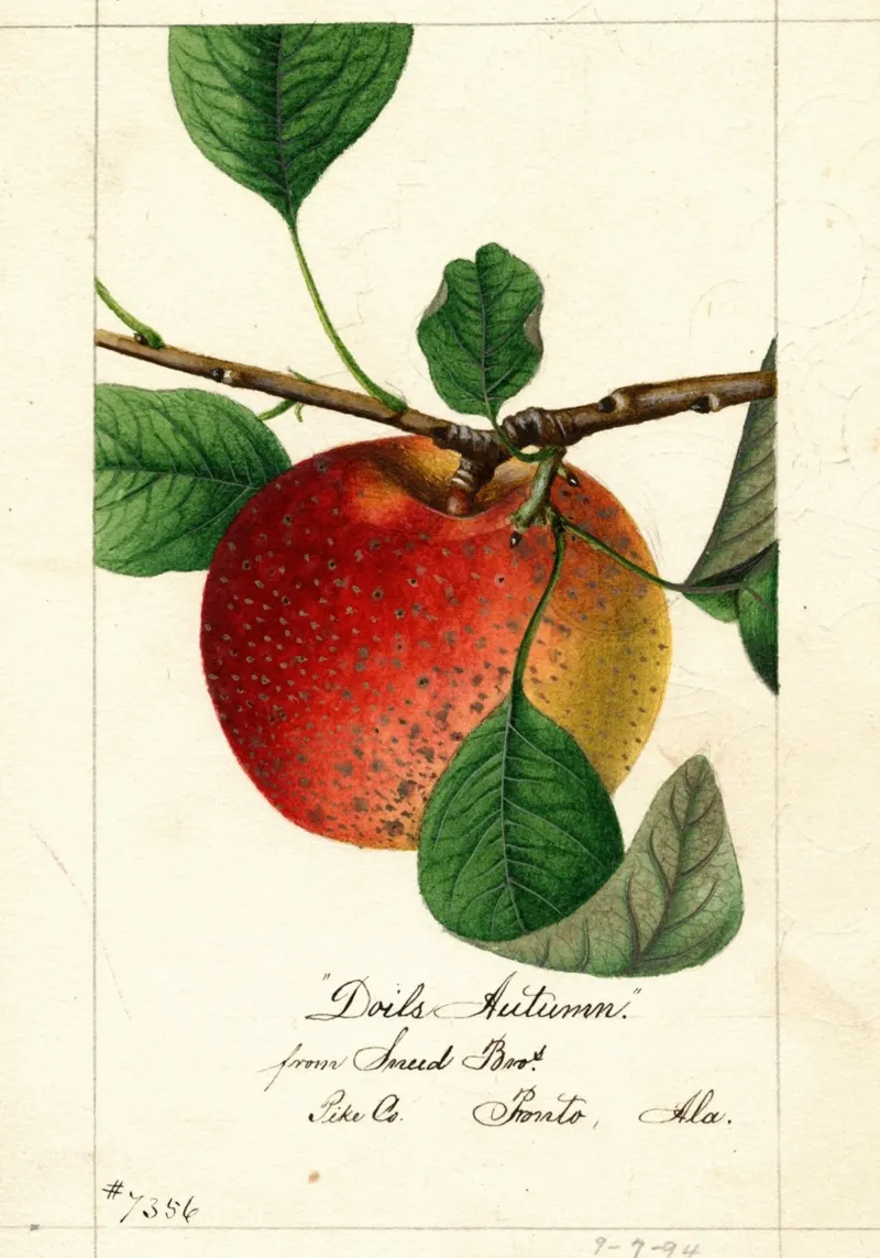 Pomme ancienne Impression botanique Doil's Autumn poster avec cadre en aluminium de vintagepod