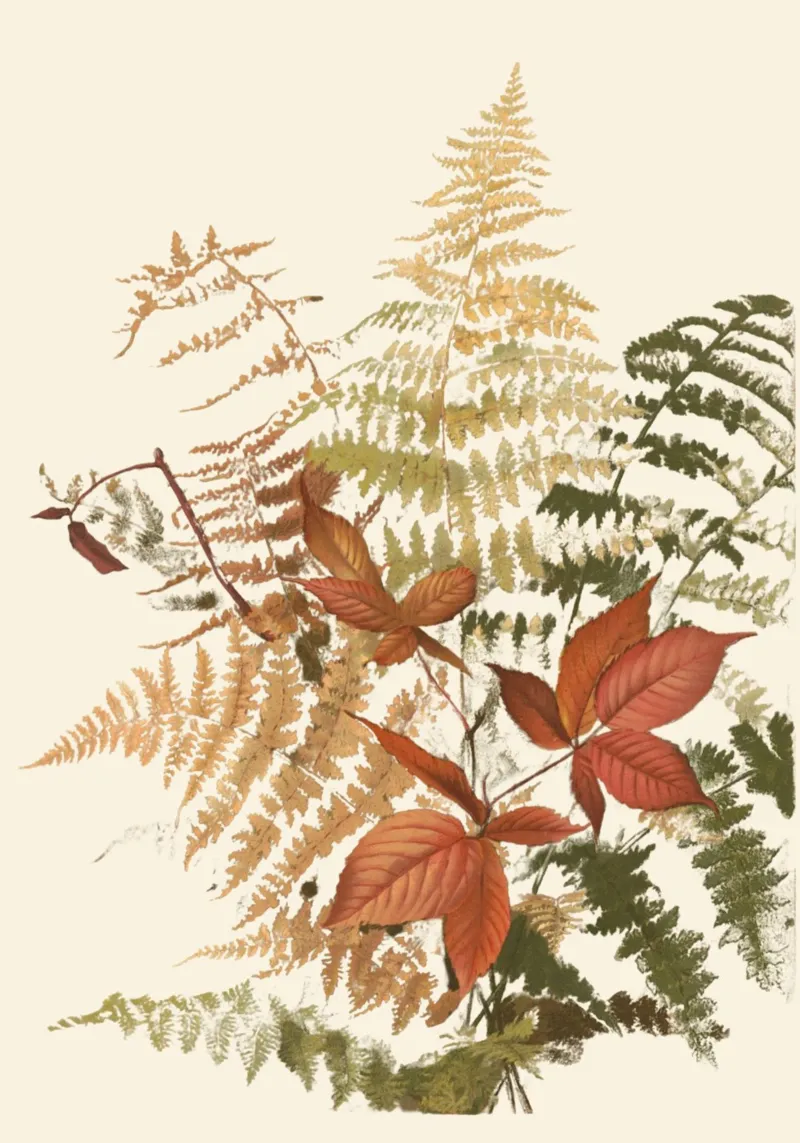 Foglie d'autunno acquerellate da Charles Demuth - Arte naturale tela con Cornice a cassetta da vintagepod