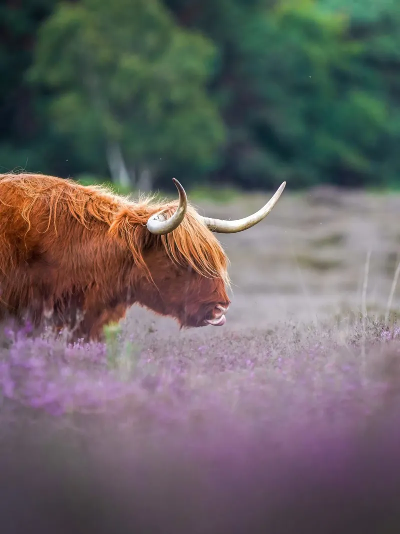 Highland Cow in paarse heide canvas met Baklijst van Tom's Wildlife