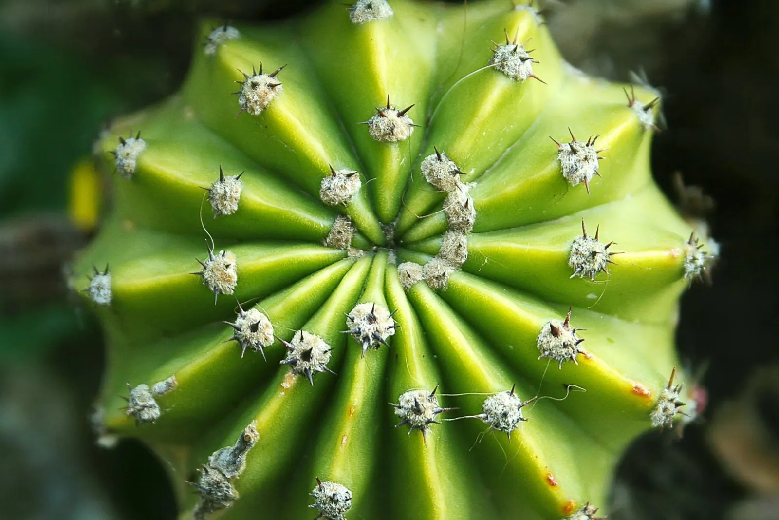 Spiral Cactus – Botanical Photography Print canvas with Floater frame by jay