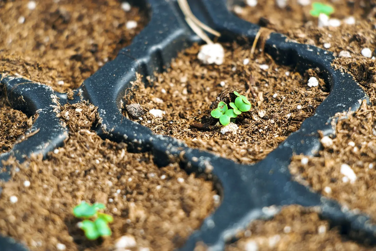 Tiny Beginnings - Seedlings Fine Art Print lienzo con Marco flotante de jay