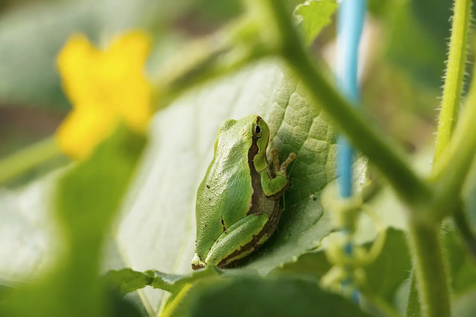 Piccola rana verde su foglia - Stampa d'arte naturalistica poster da jay