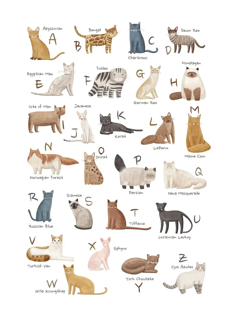 Katzen Alphabet für Katzenliebhaber Leinwand mit Schattenfugenrahmen von MelisaArt