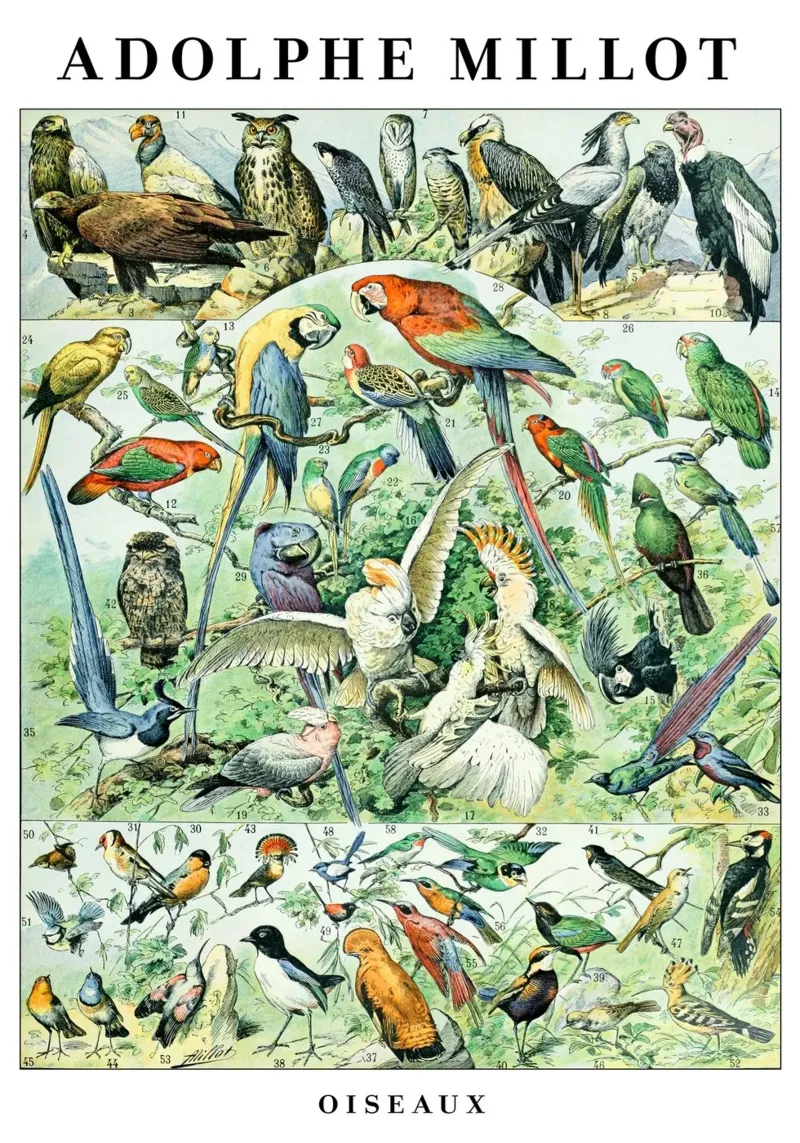 Uccelli poster con telaio in legno da maluniq