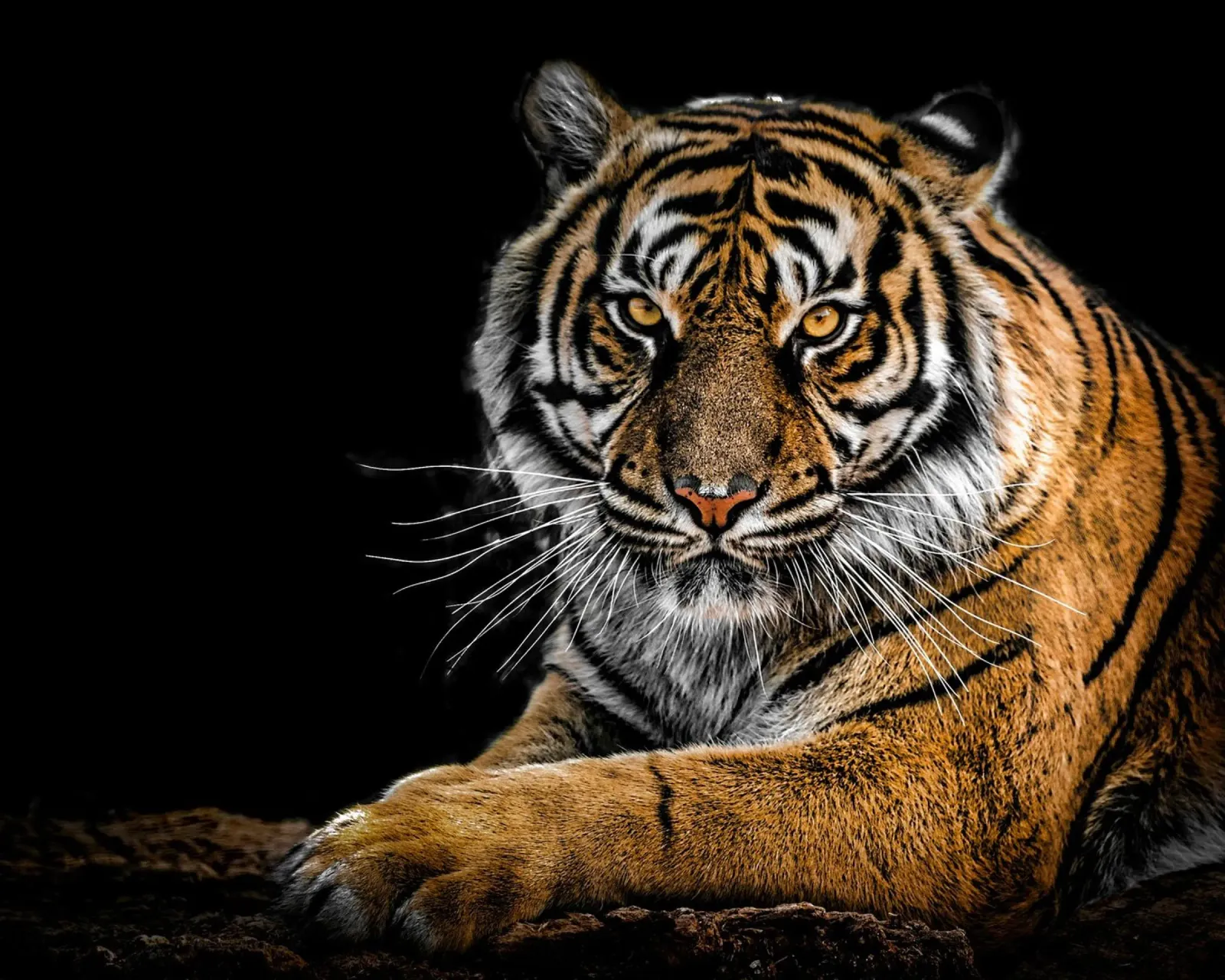 Tigre poster da Ethan Johnson