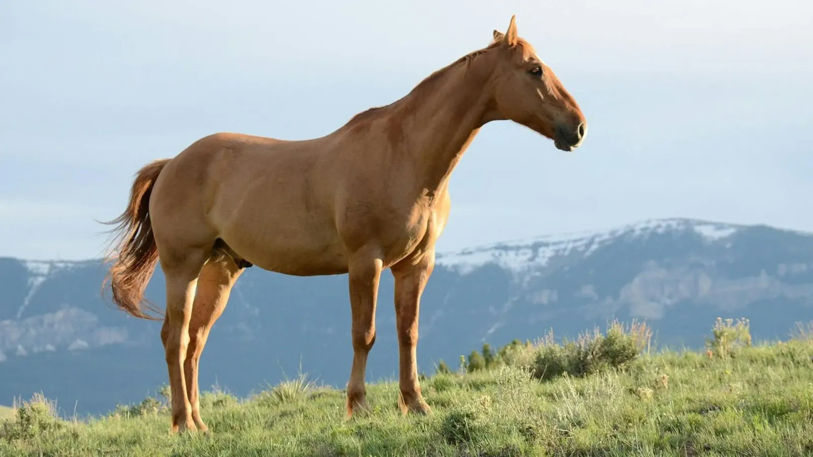 Pferd auf Grasfeld Leinwand mit Schattenfugenrahmen von Ella White