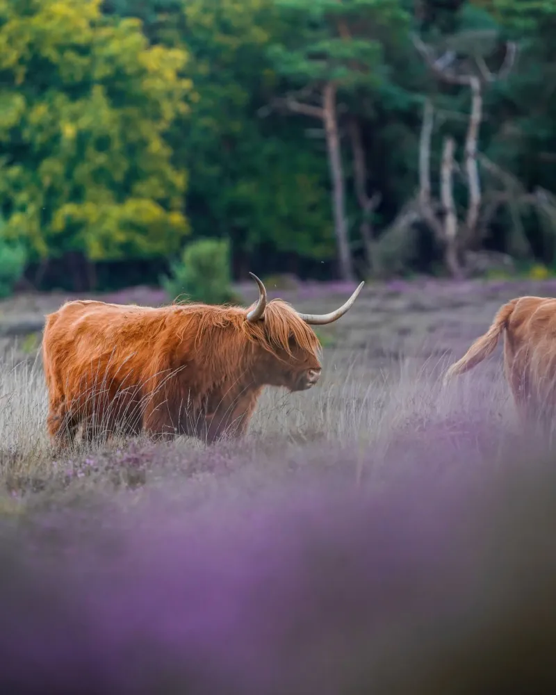 Mucca delle Highlands poster con telaio in legno da Tom's Wildlife