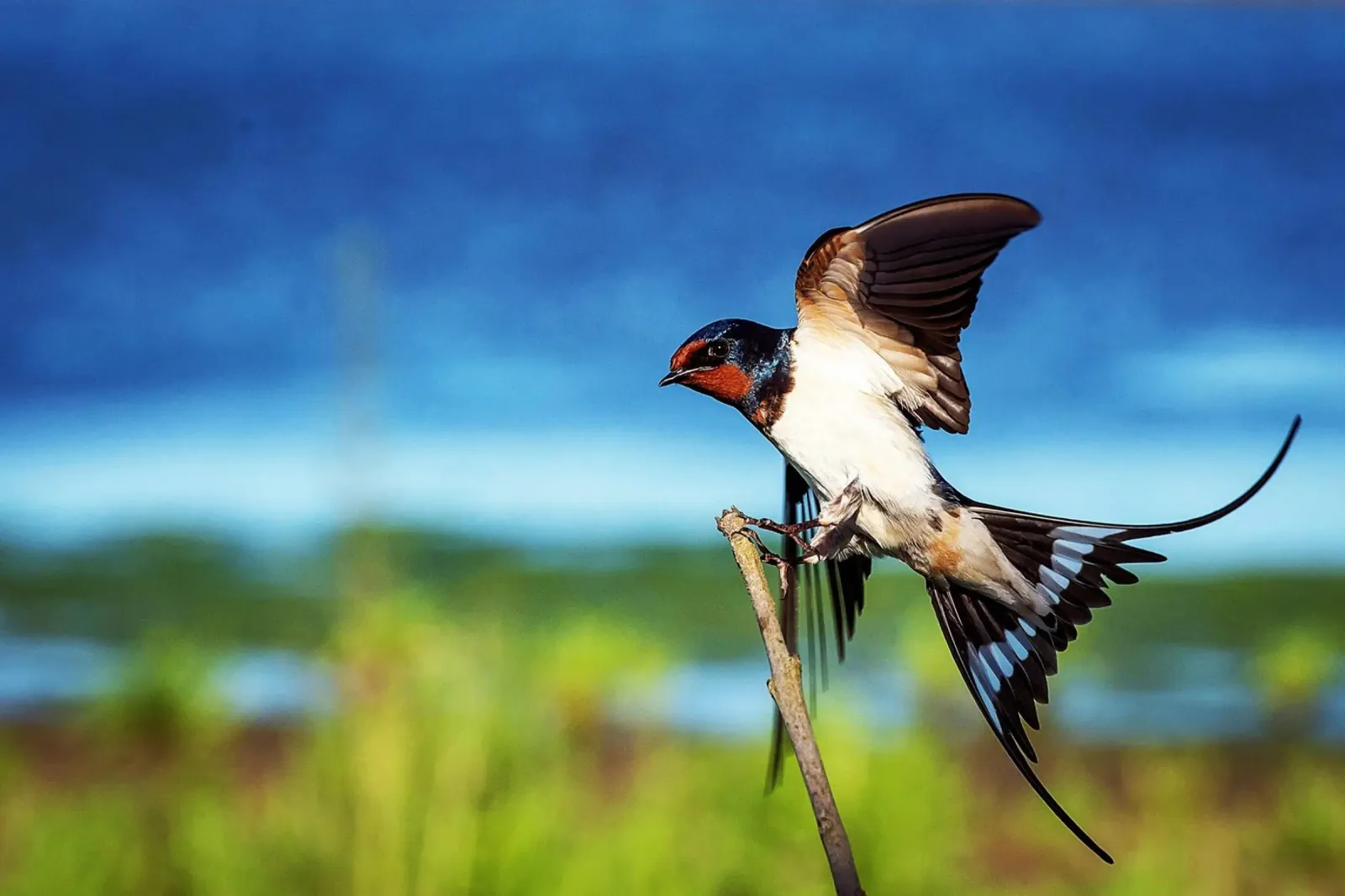 Spring swallow brings time poster with aluminum frame by Nature's Palette