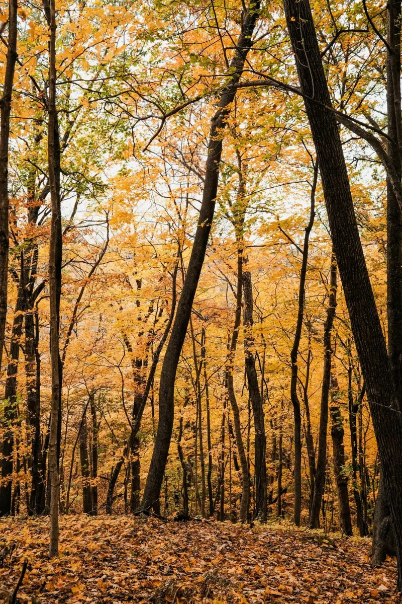 Herbstwald auf dem Hügel Leinwand mit Schattenfugenrahmen von Liam Johnson