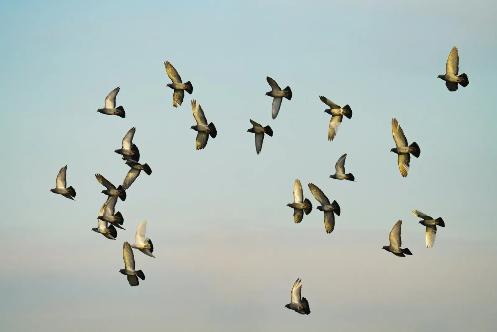 Vogelschwarm Fliegen Leinwand mit Schattenfugenrahmen von Benjamin Pelletier