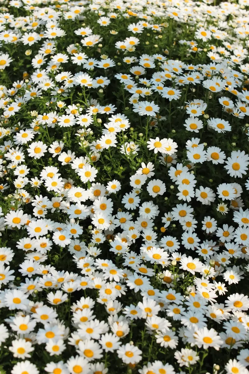 Beautiful field of white daisies in bloom canvas with Floater frame by Lisa Lee