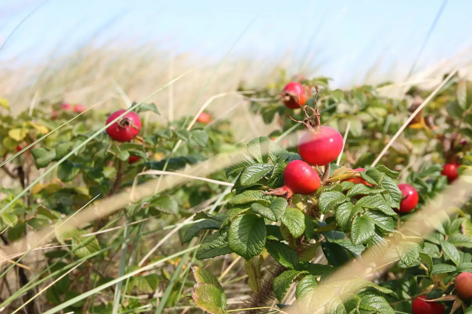 Rosa canina poster da eyes & tries