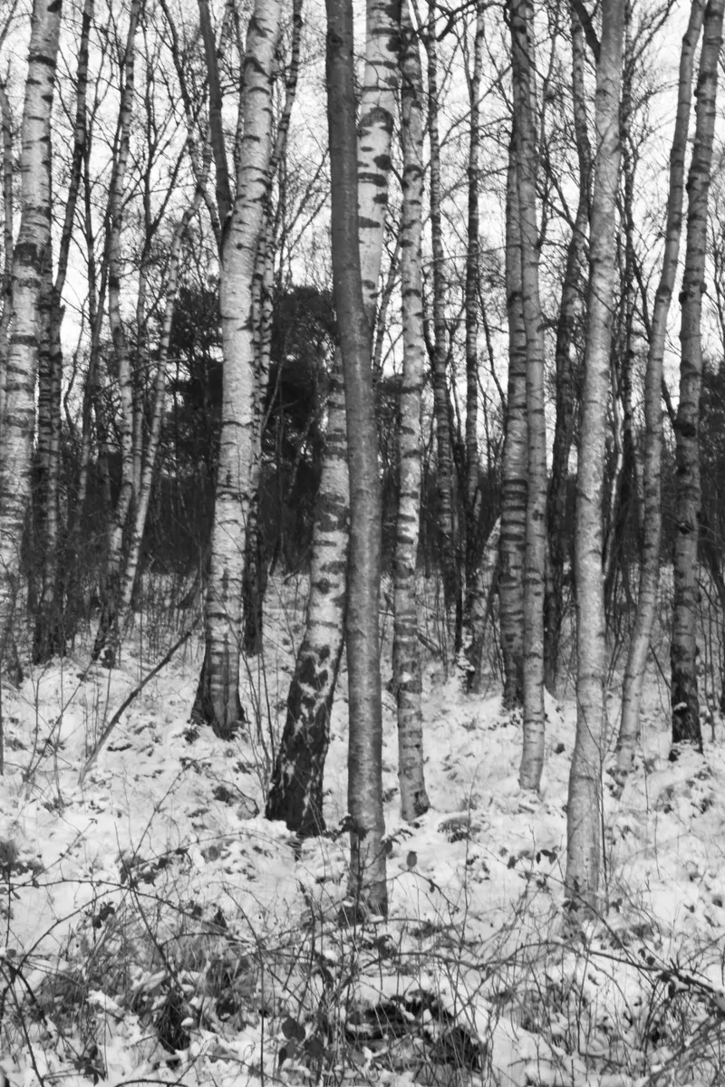 Wald 01 poster da eyes & tries