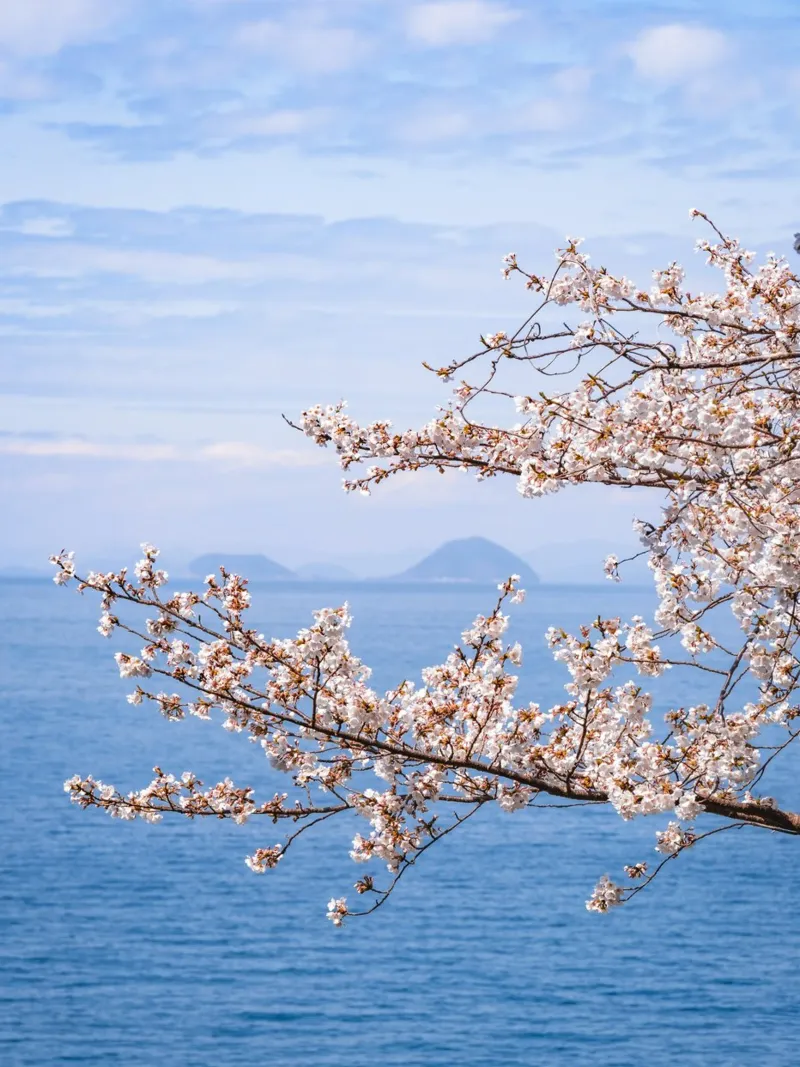 I fiori di ciliegio dell'oceano in Giappone poster da Marcel Bisig