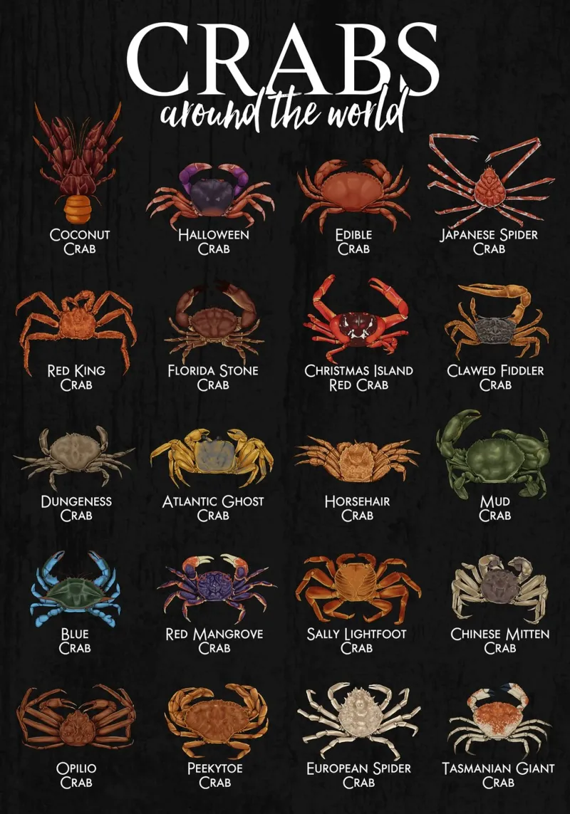 Granchi da tutto il mondo - diversità di specie poster con telaio in plastica da pixelbull - medieval art and more
