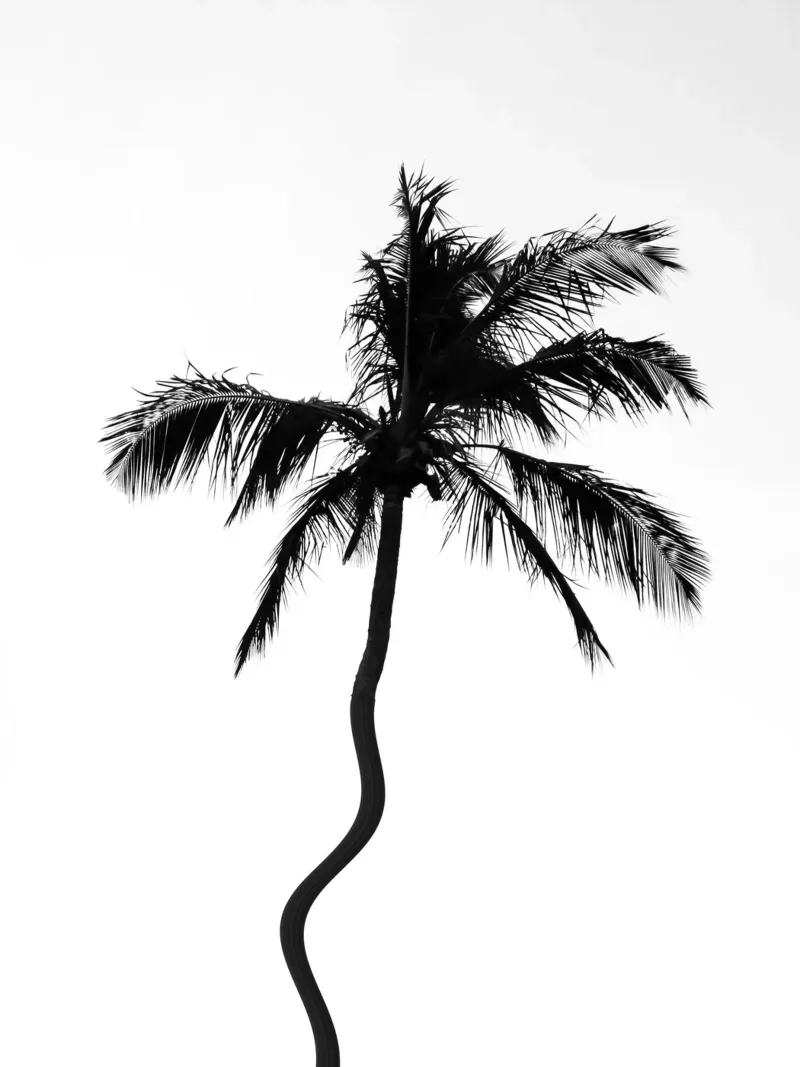 Tropical film rétro-éclairé de rafael campezato