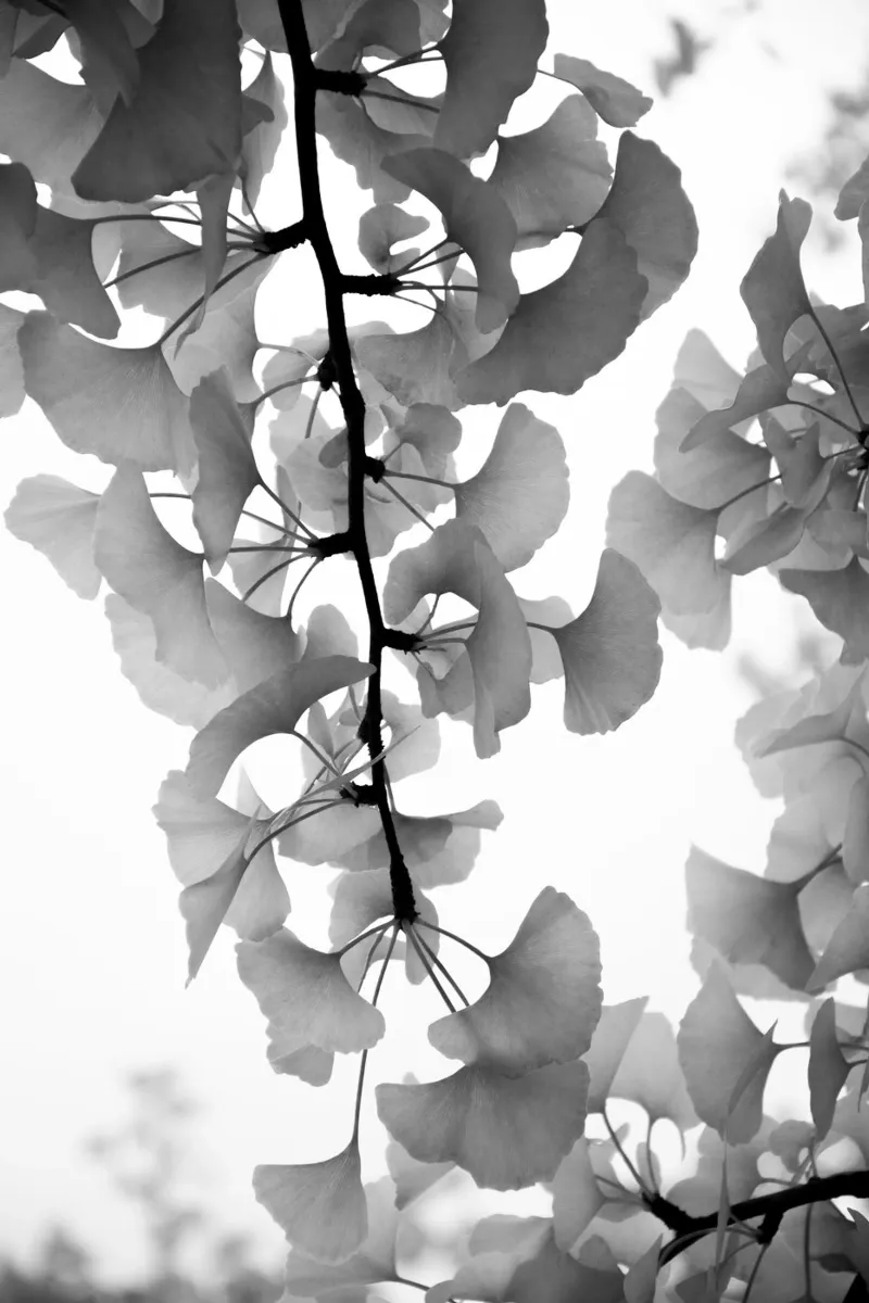 foglie di ginkgo bianche e nere pellicola backlit da Studio Nahili