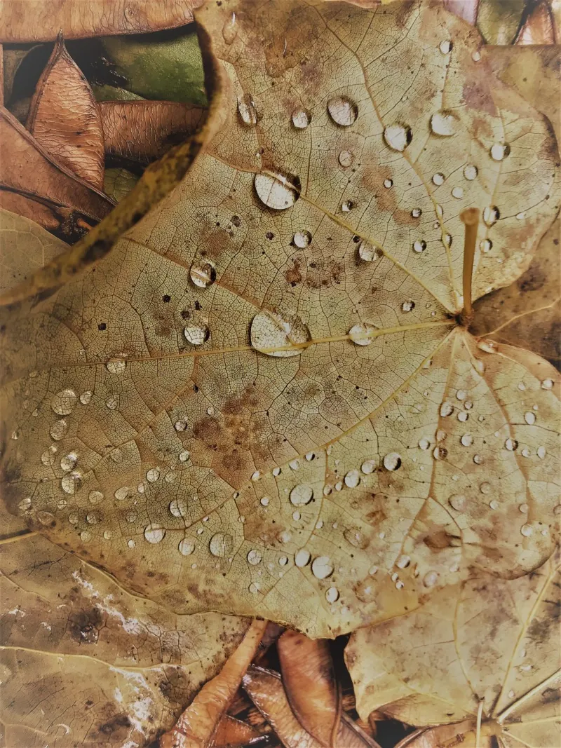 Leaf with water droplets carta hahnemühle da vintageshop