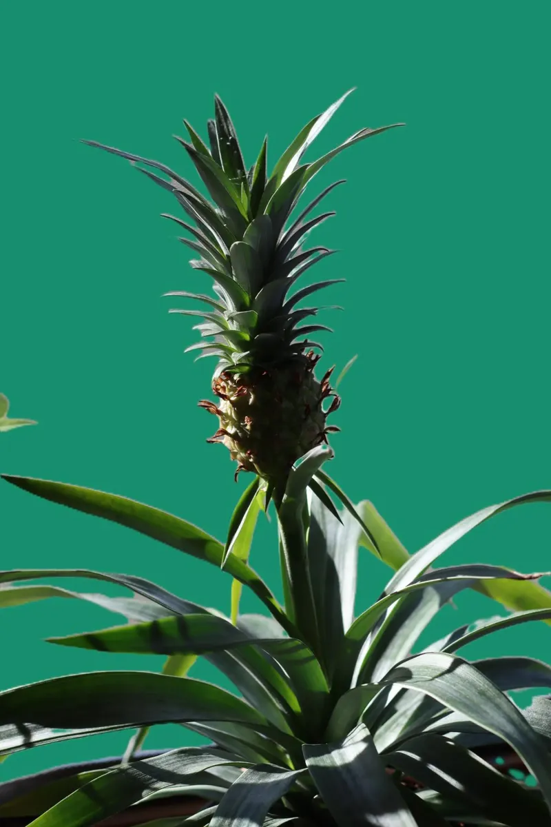 L'ananas pellicola backlit da Alexandra Joseph Fotomomente