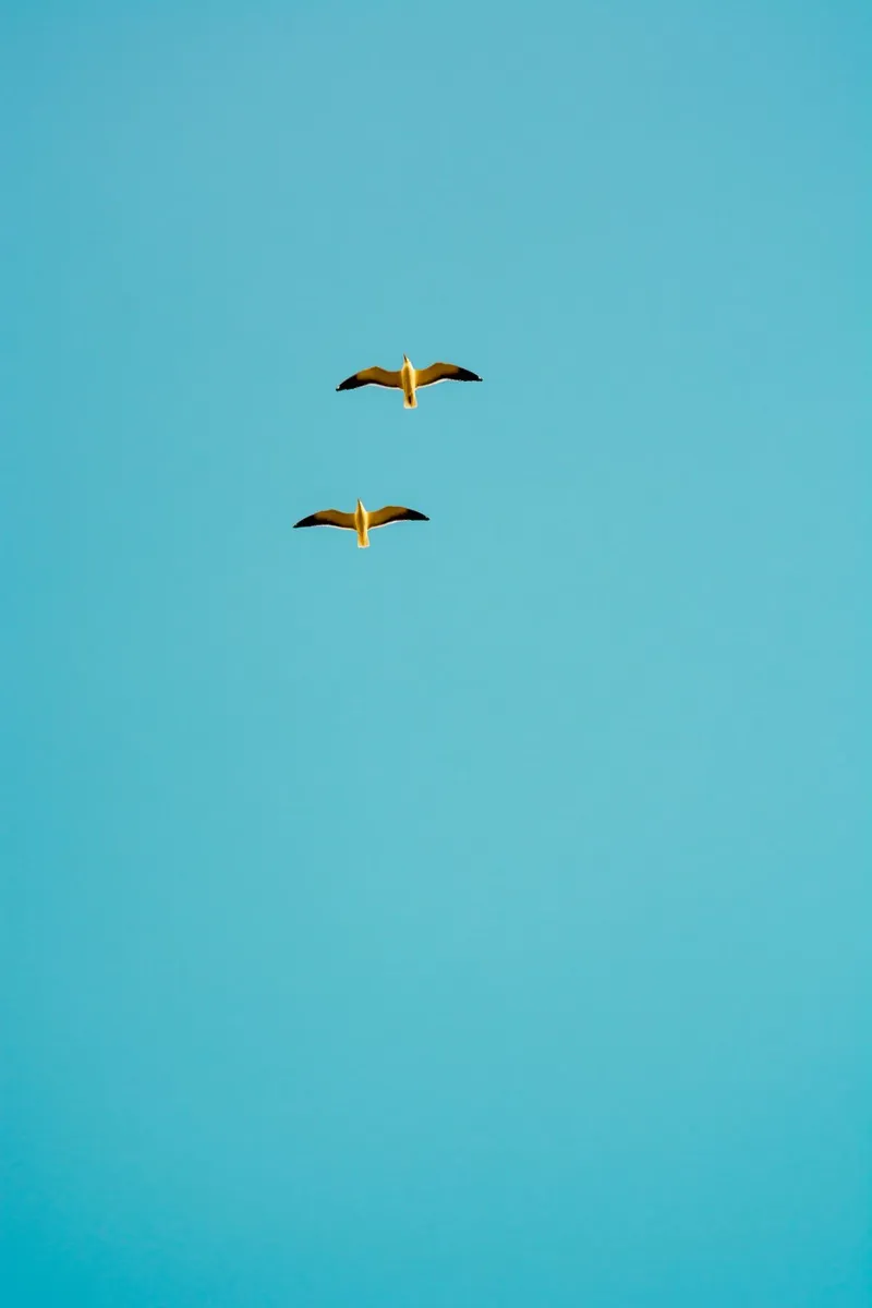Mare #29 poster da Tal Paz-Fridman