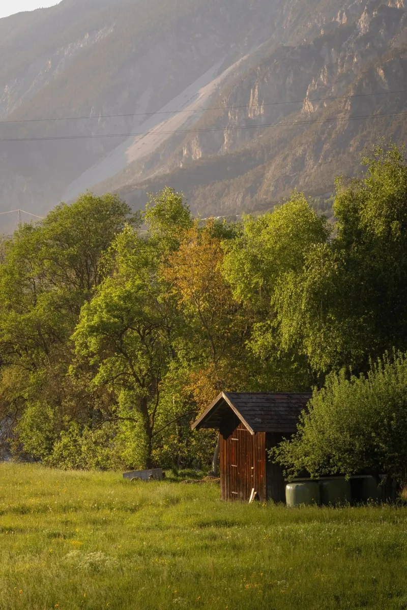 house covered by forest pellicola backlit da comura