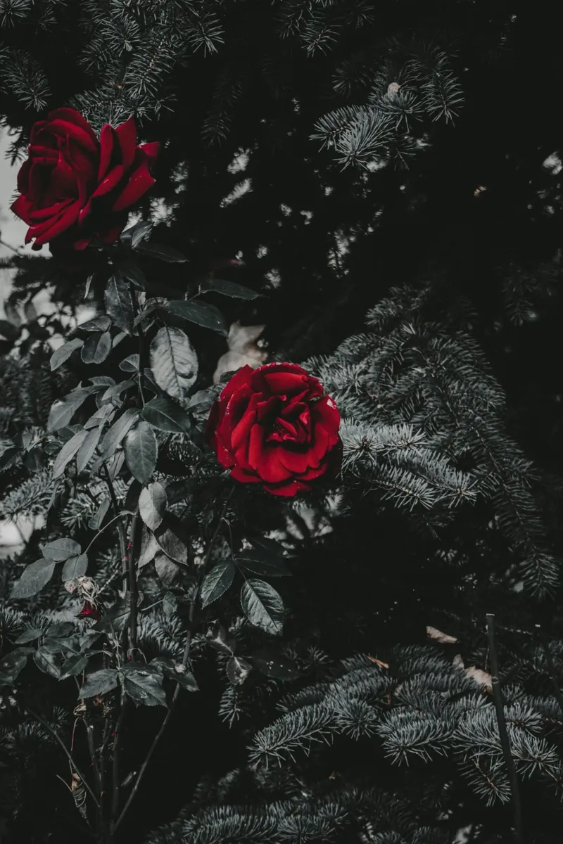red rose in black shade pellicola backlit da comura