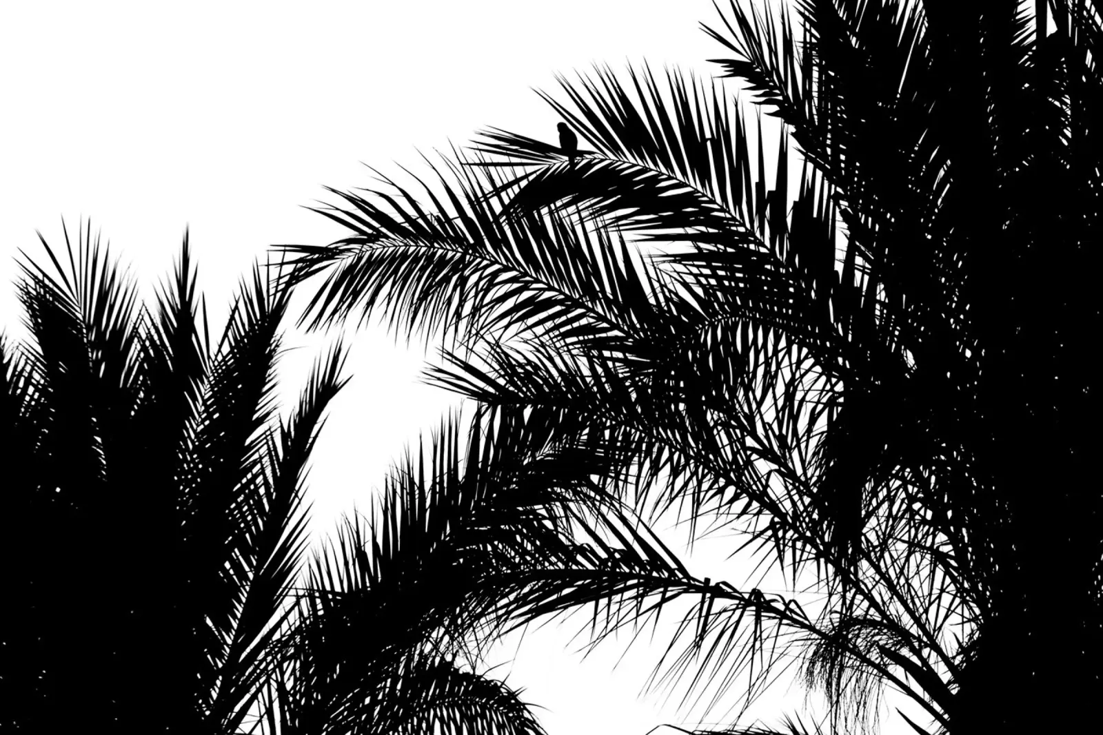 Attesa II pellicola backlit da Tal Paz-Fridman