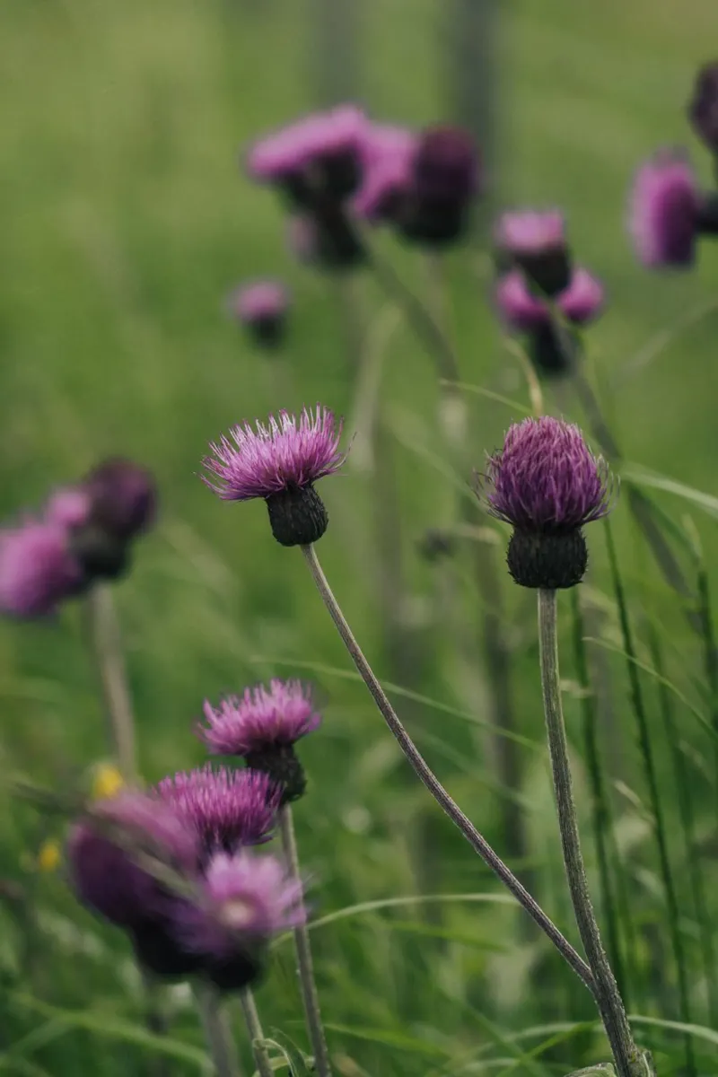 National Flower Hahnemühle von Lena Stamm