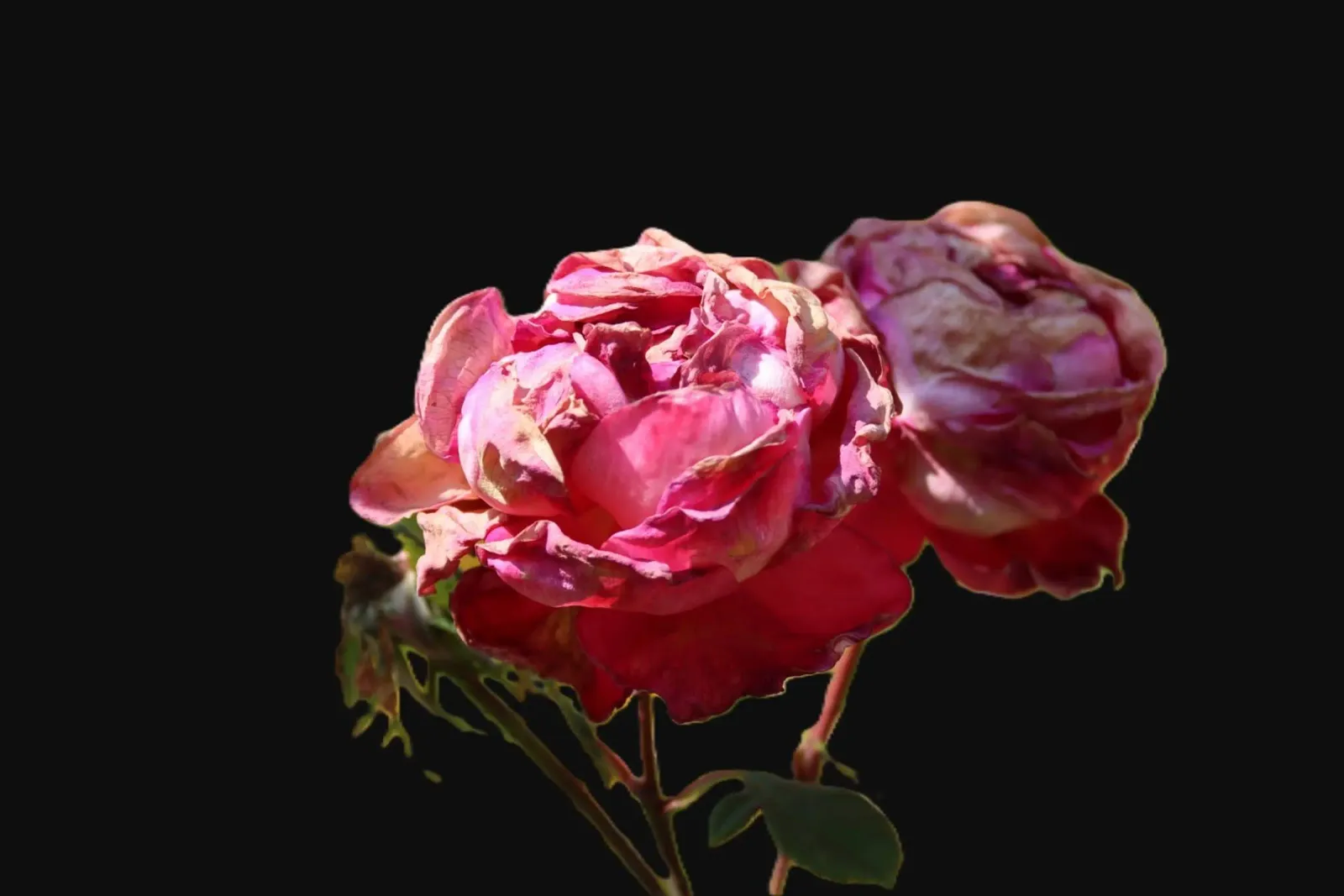 Pink Roses backlit folie van Alexandra Joseph Fotomomente