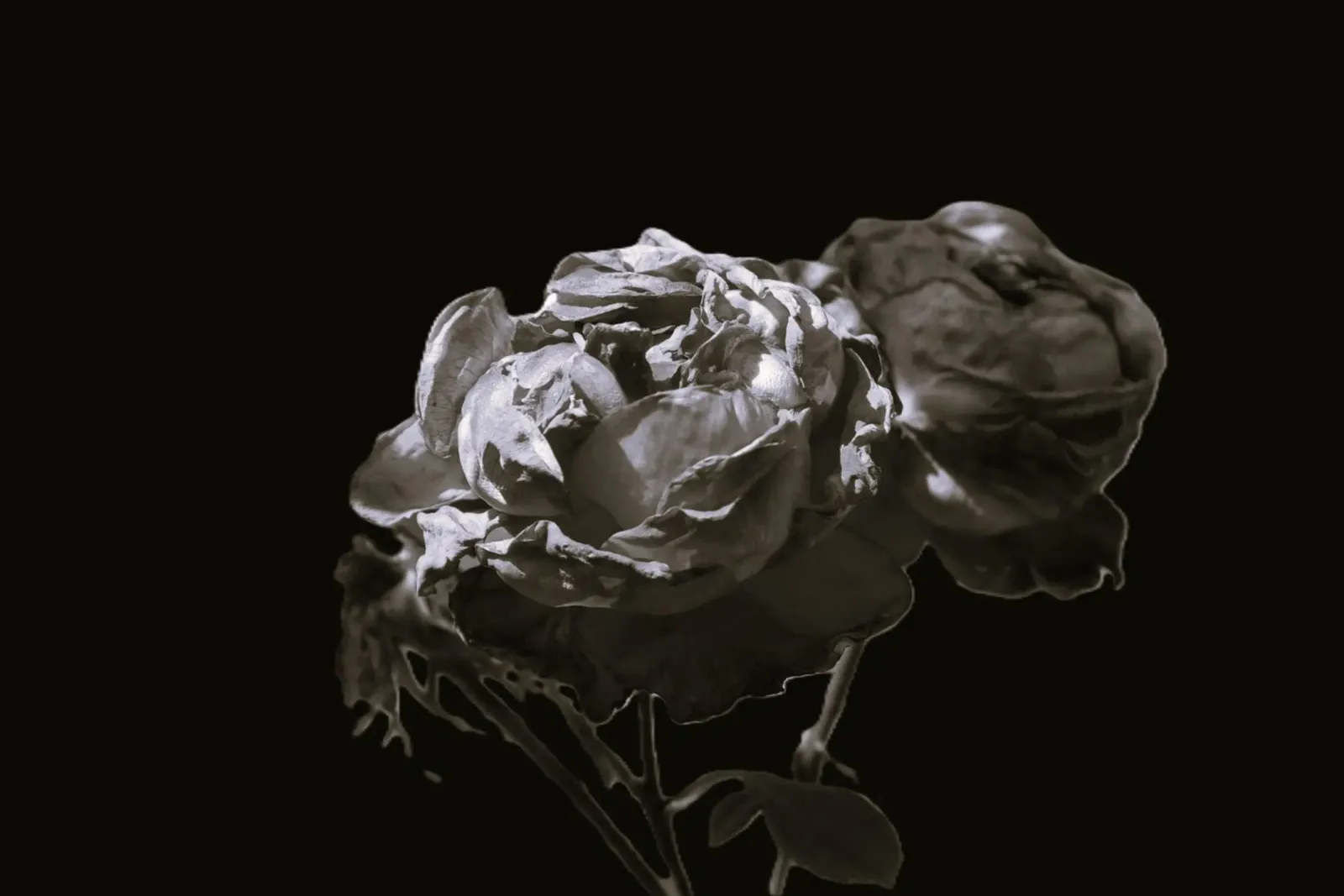 Rose bianche e nere pellicola backlit da Alexandra Joseph Fotomomente