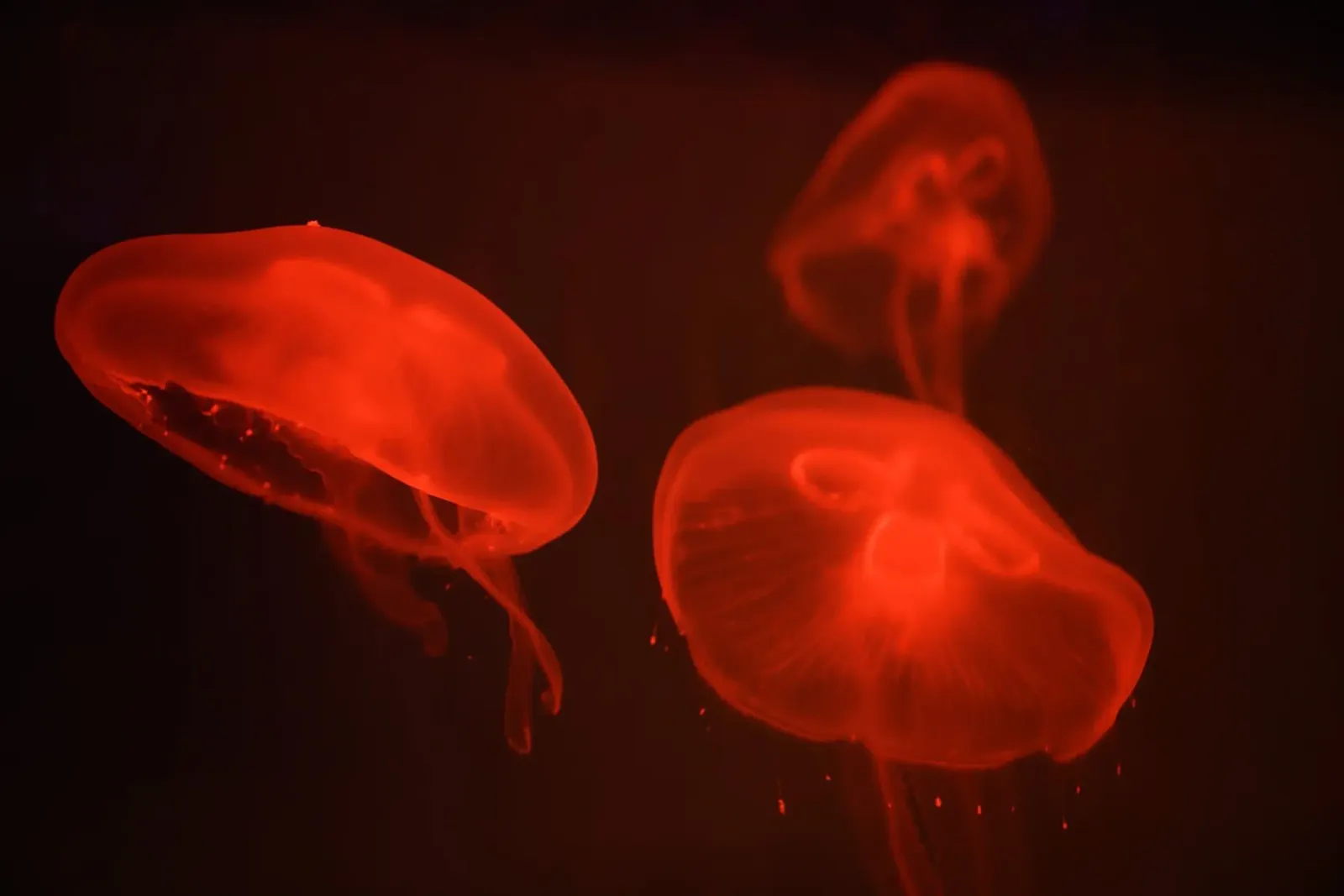 All'acquario #4 pellicola backlit da Tal Paz-Fridman