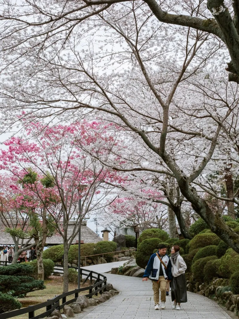 Fiori di ciliegio a Beppu, Giappone plexiglass da Marcel Bisig