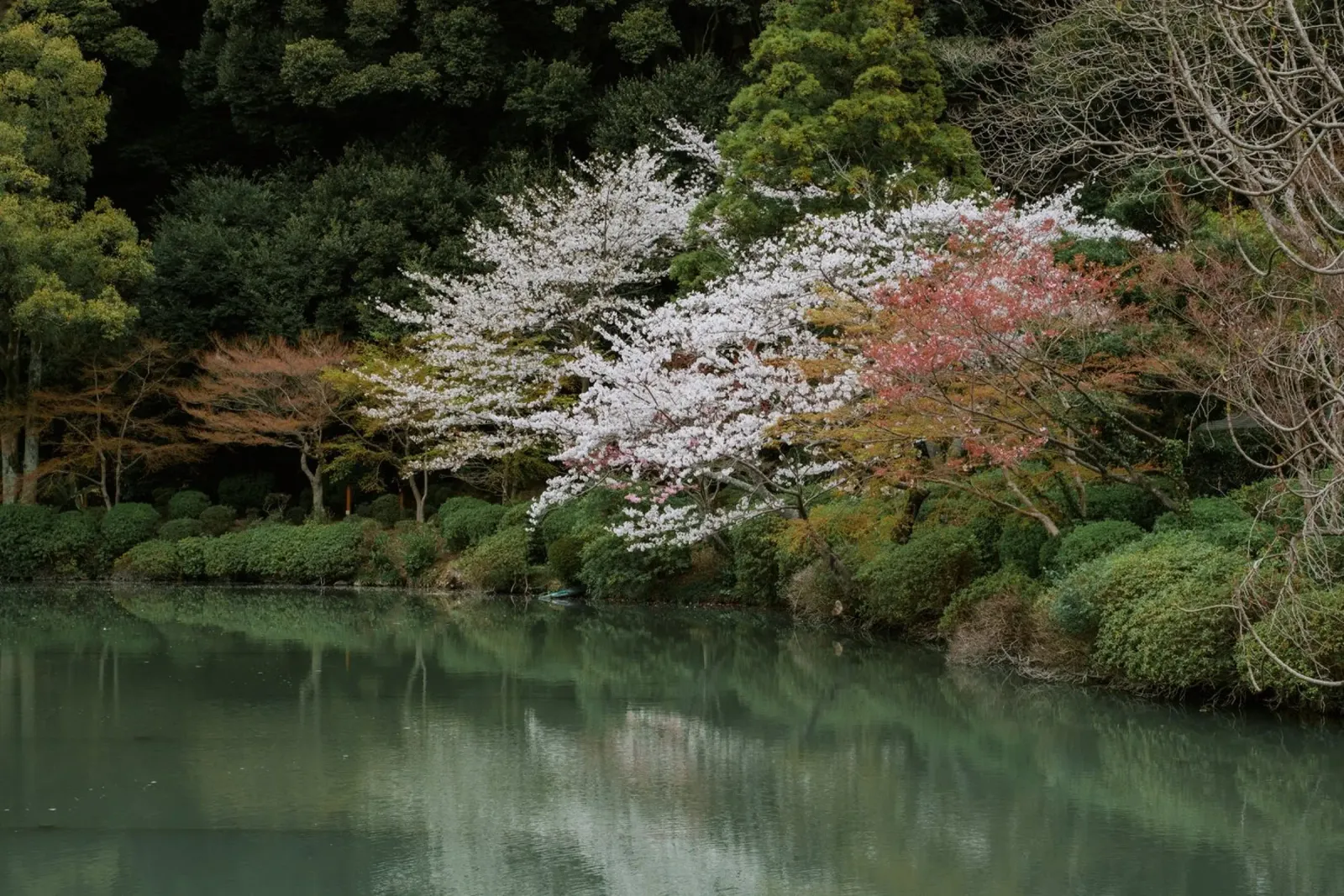 Laghetto dei ciliegi in fiore a Beppu, Giappone carta hahnemühle da Marcel Bisig