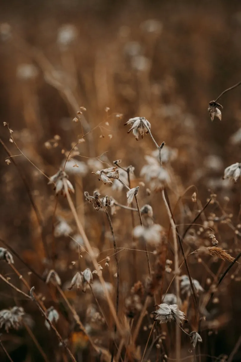 Meadow Glow hahnemühle by Lena Stamm