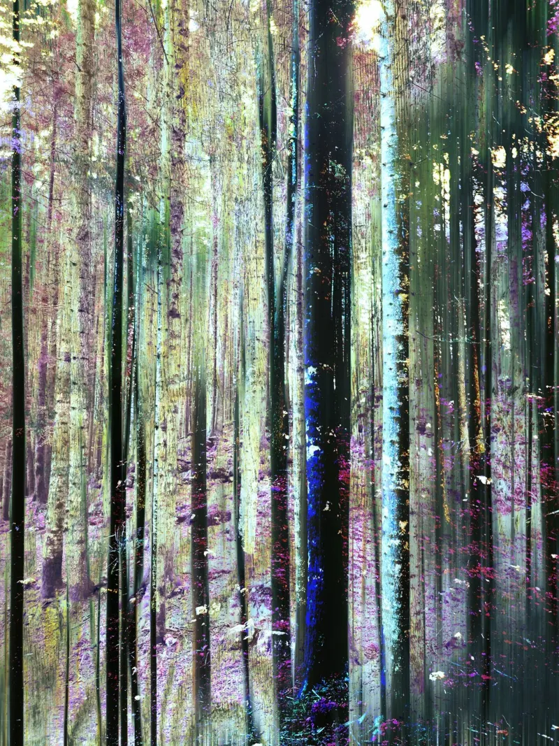 Expressionist Forest carta hahnemühle da Angelo Cerantola