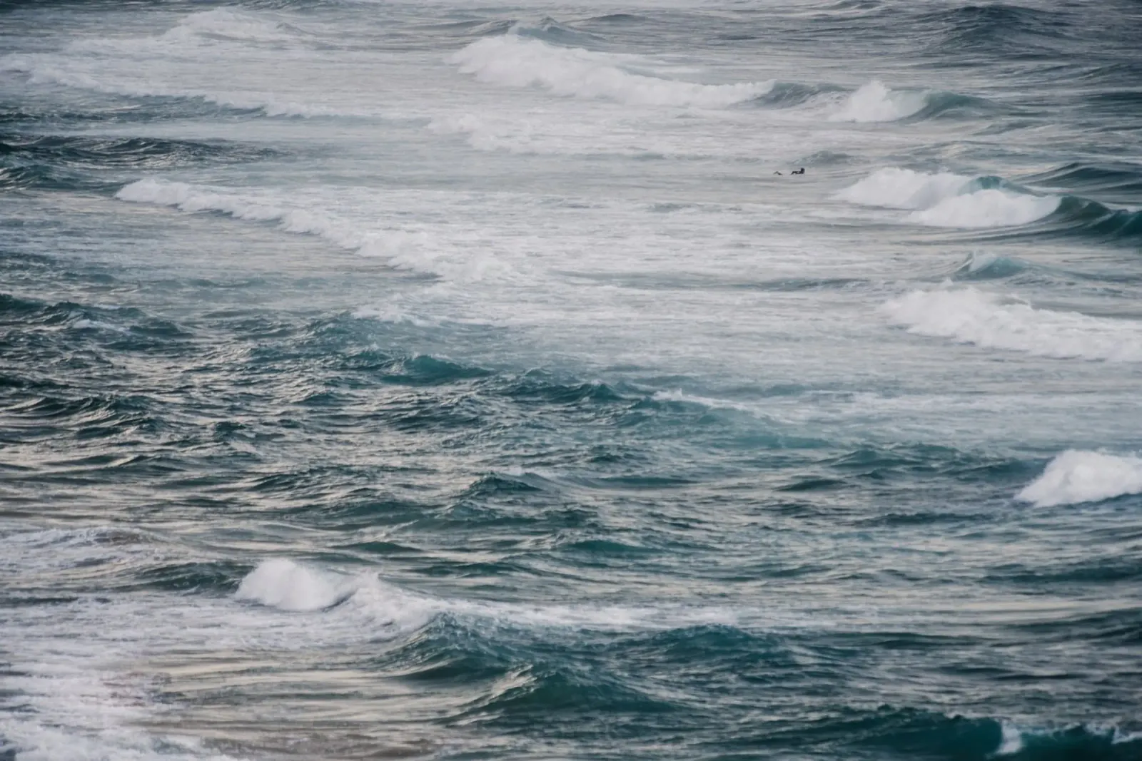 Surf invernale VI carta hahnemühle da Tal Paz-Fridman