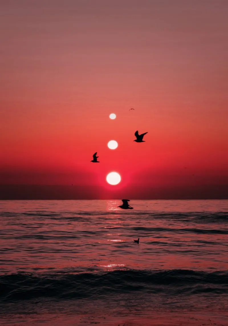Drei Sonnenuntergänge und Vögel Alu-Dibond von arizrab