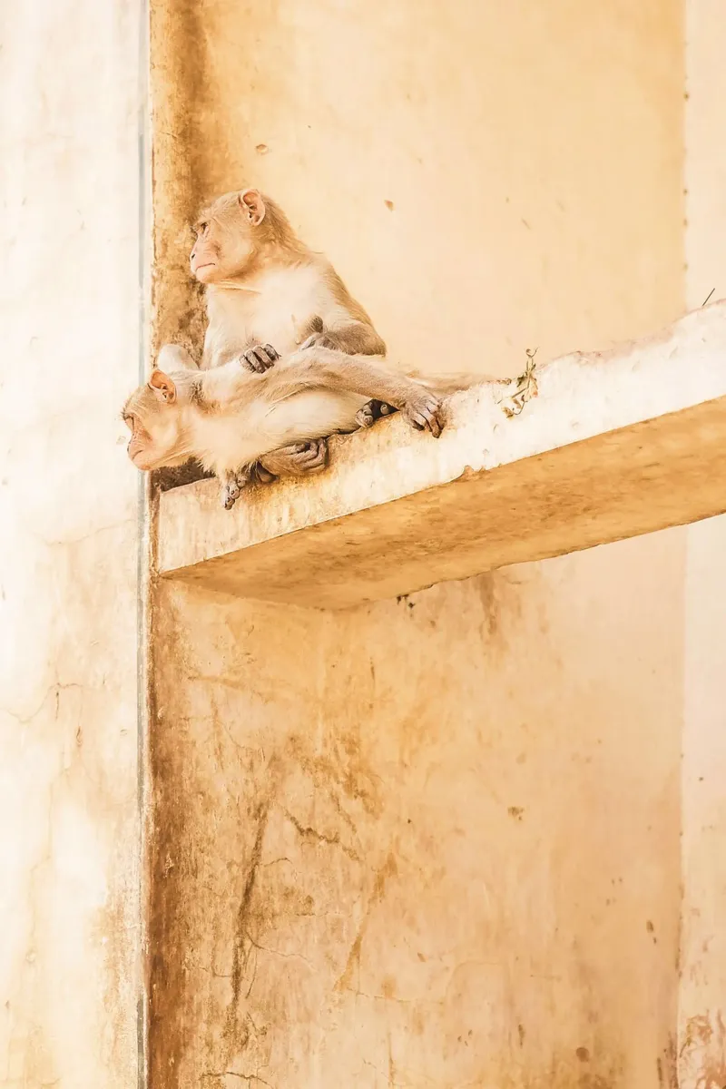 Jaipur, India I Dos monos en el templo Galta Ji observando metacrilato de Julie Travel Photography