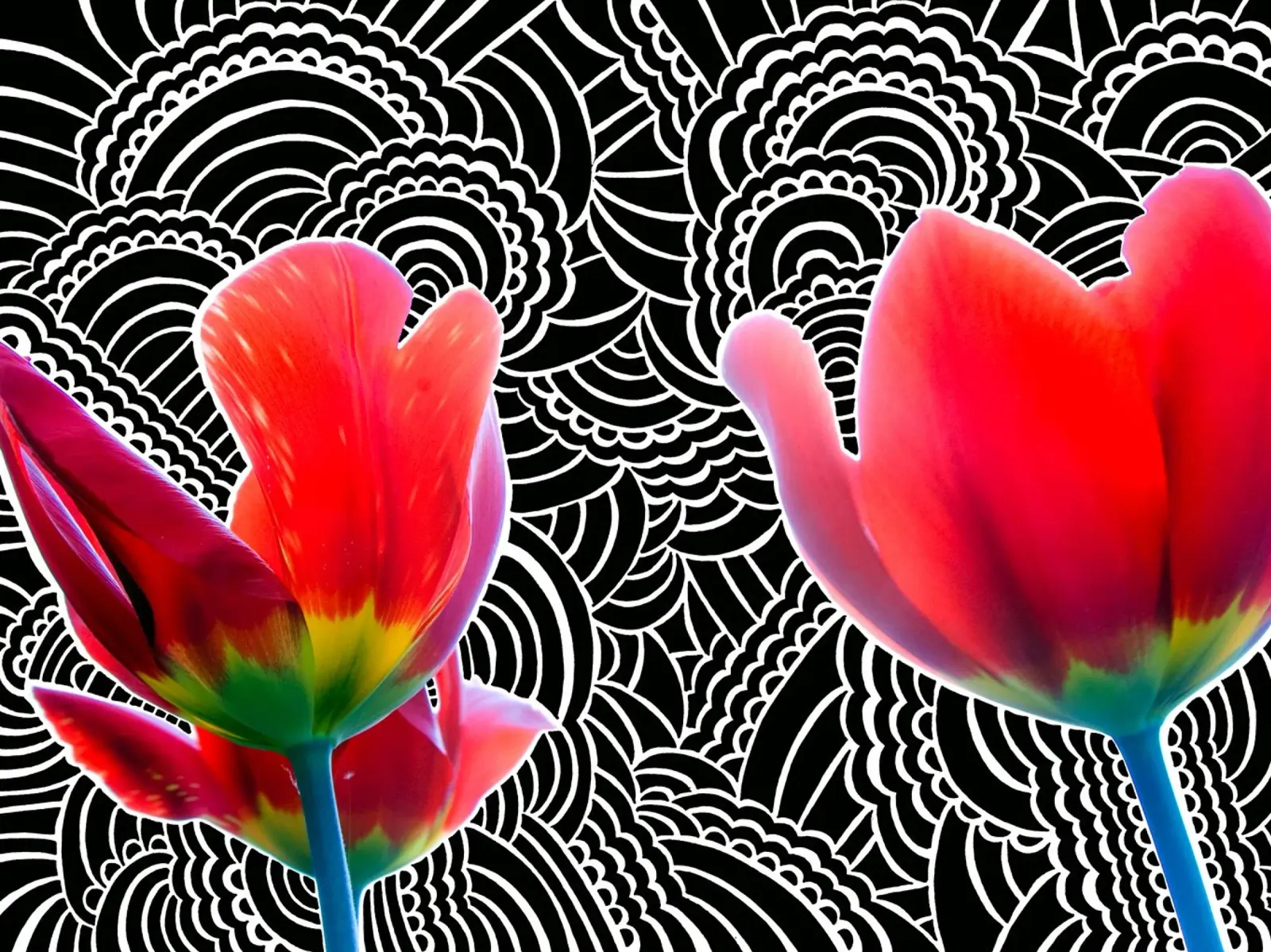 Tulip Drawing Meditation alluminio dibond da KP Design
