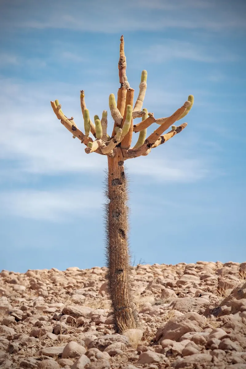 cactus in sky pellicola backlit da andern
