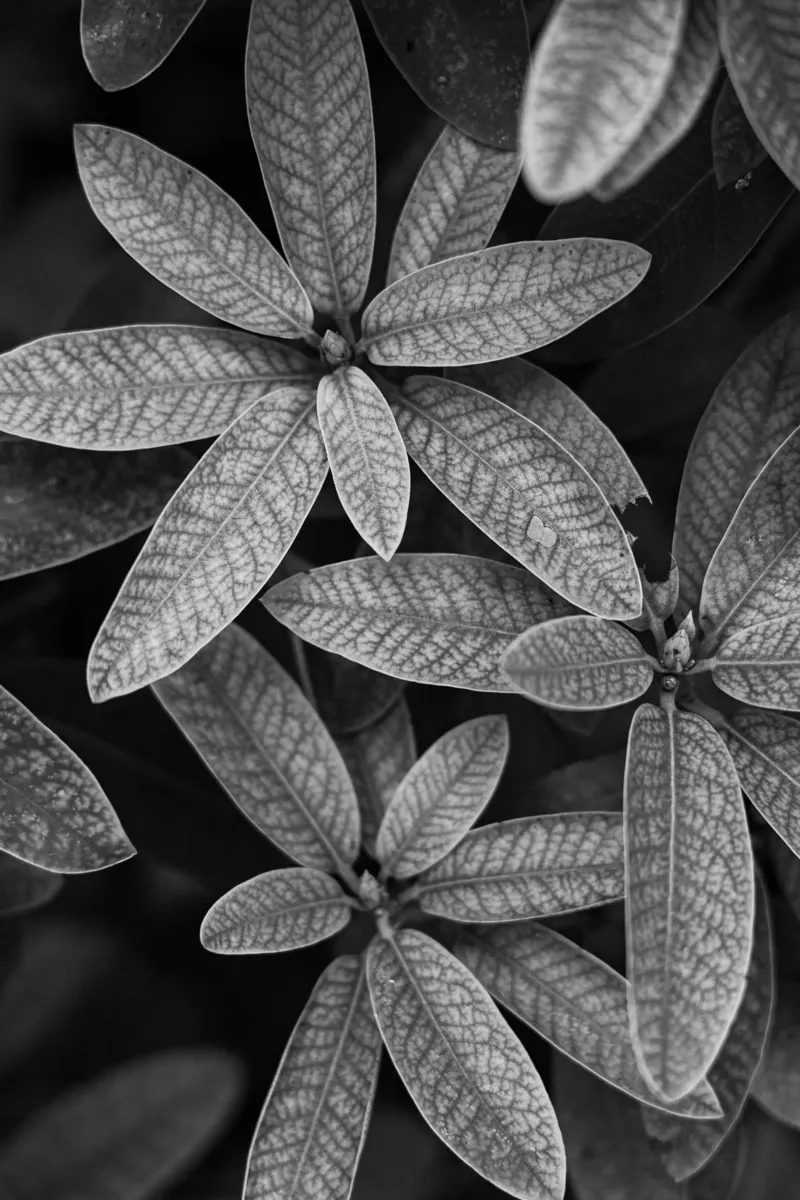 Rododendro in bianco e nero carta hahnemühle da Atelier_Photographika