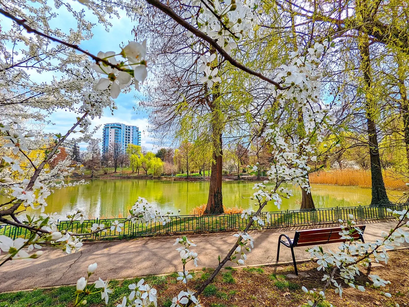 Spring Walk in the Park – Fine Art Print canvas by jay