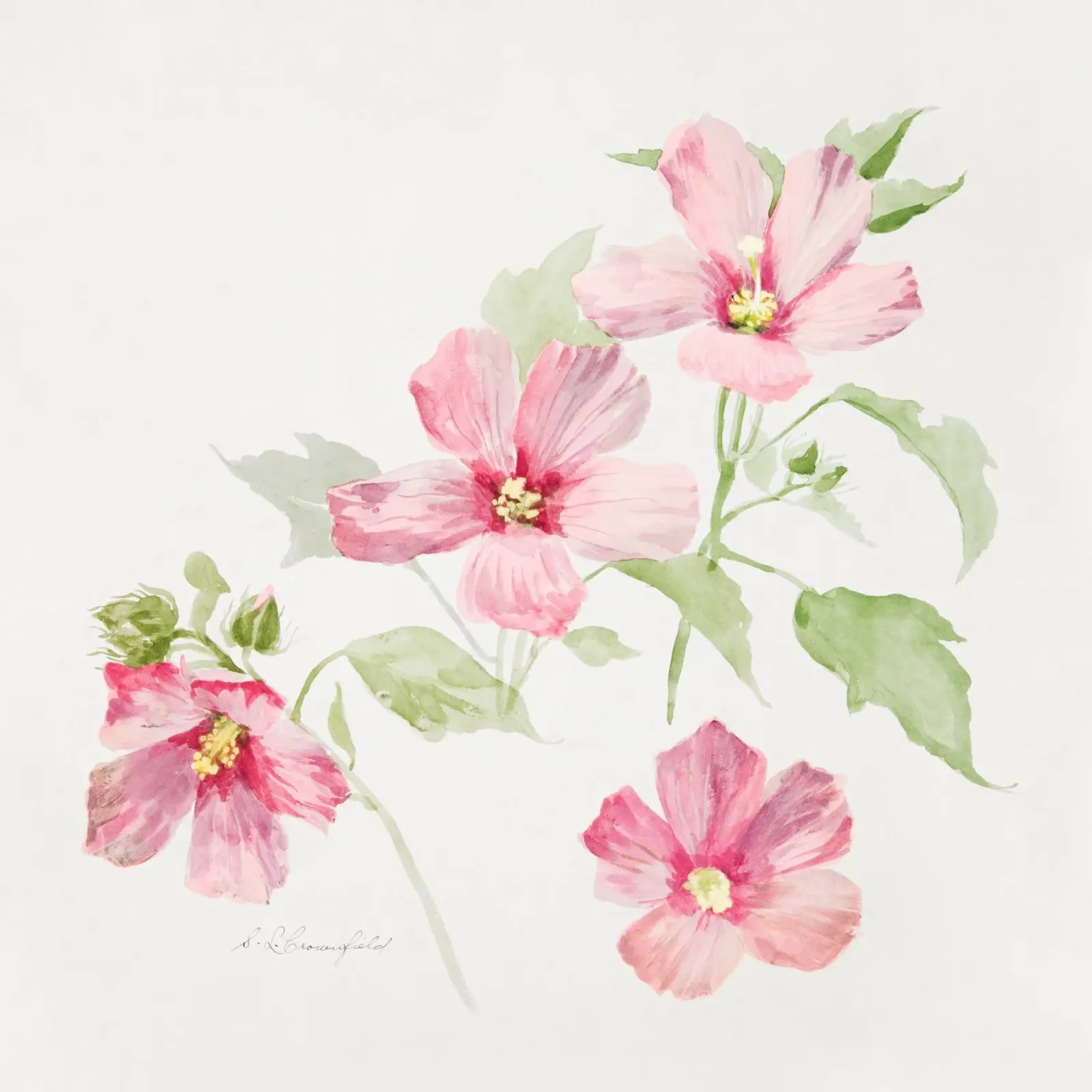 Study of Mallow poster da vintageshop
