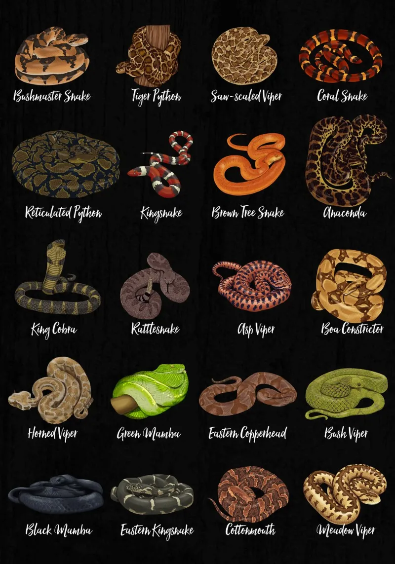 Snake species of the world in a strong overview hahnemühle by pixelbull - medieval art and more