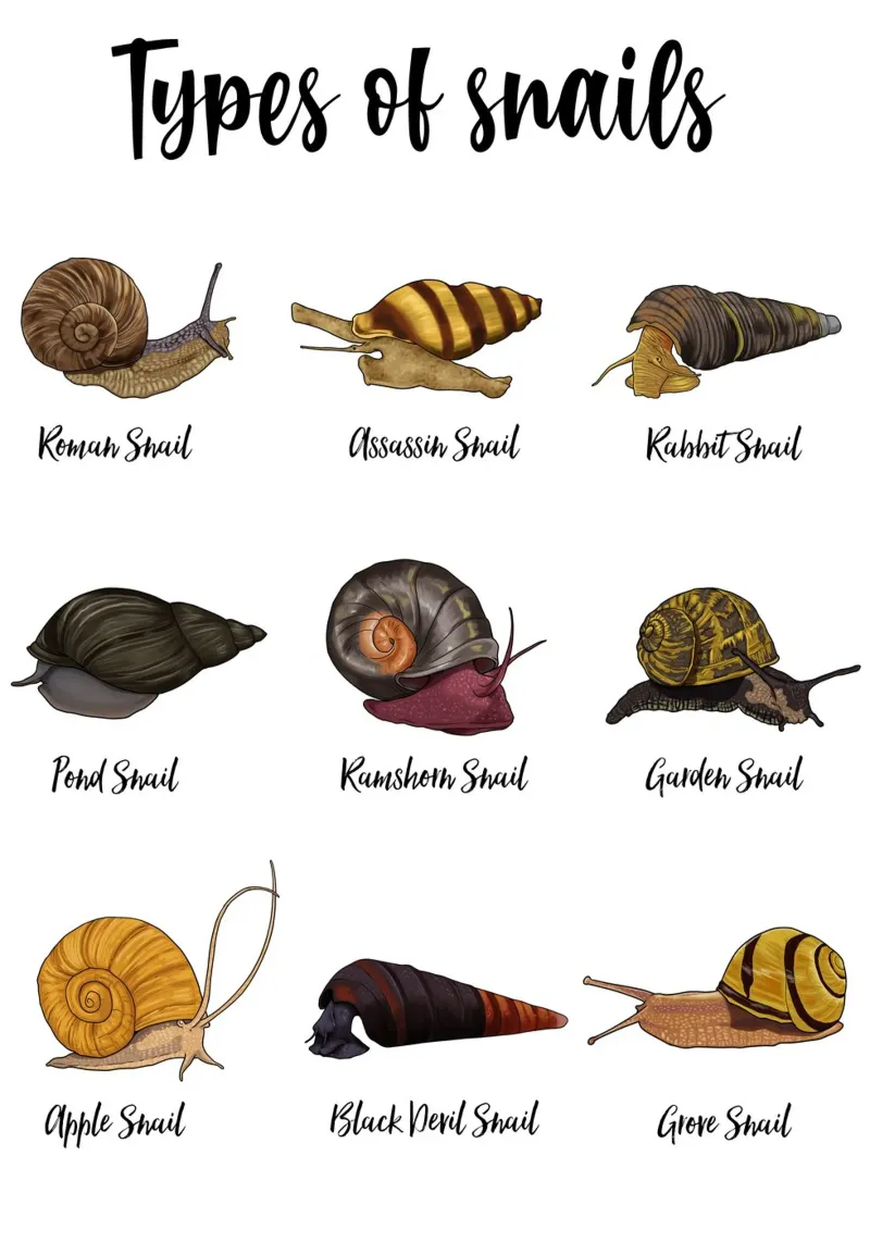 Illustrazioni realistiche delle specie di lumache carta hahnemühle da pixelbull - medieval art and more