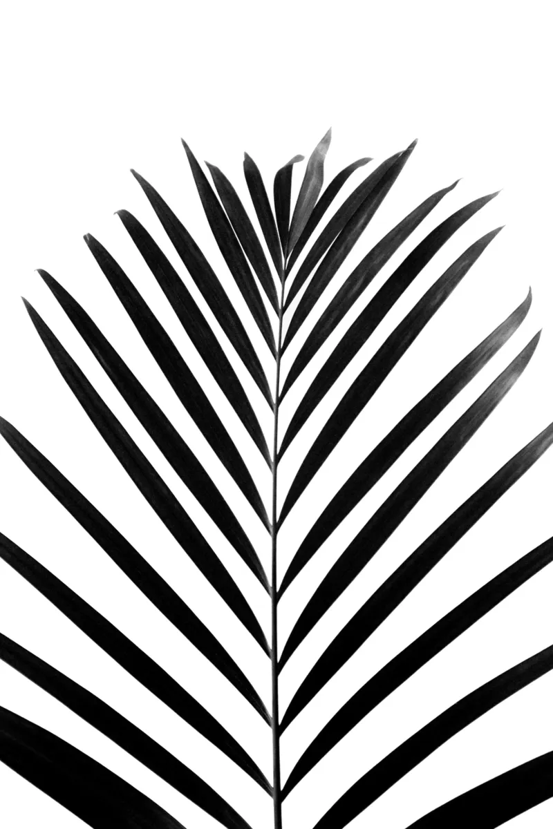 minimal PALM leaf - black & white edition pellicola backlit da Studio Nahili